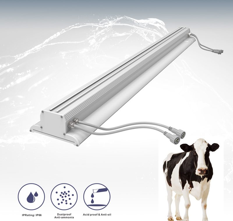 Farmers’ Take: Practical Predictions for Cow Lighting and What Comes Next